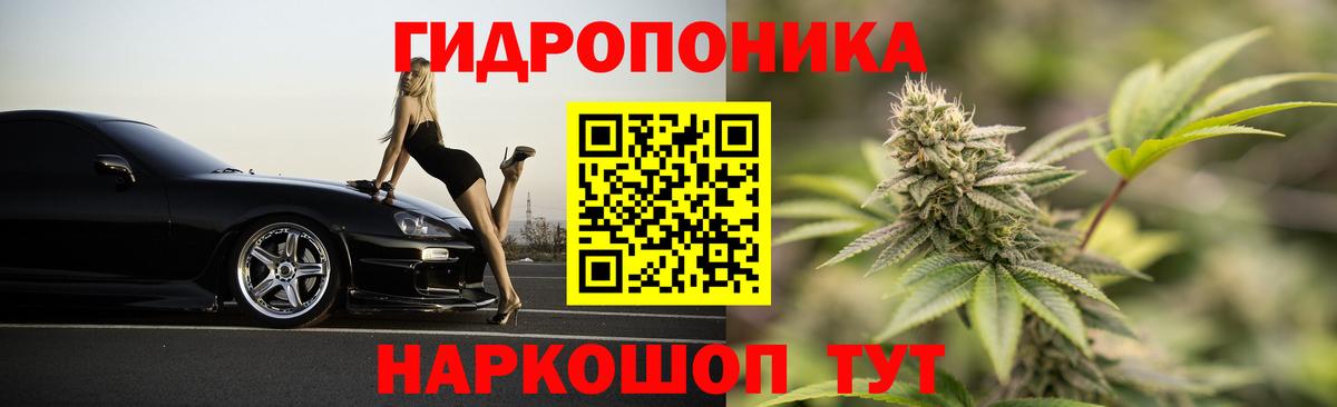 Каннабис планчик Берёзовский